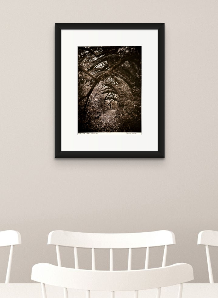 11 1/4 x 15 1/4 inch Black and White photograph matted on a 16 x 20 archival mat. Although black and white, the softness of the colors almost portrays an earthy brown sepia color. The descending path in the center is shaded by arching tree limbs. There is a mystery that makes one desire the adventure waiting in the shadows.