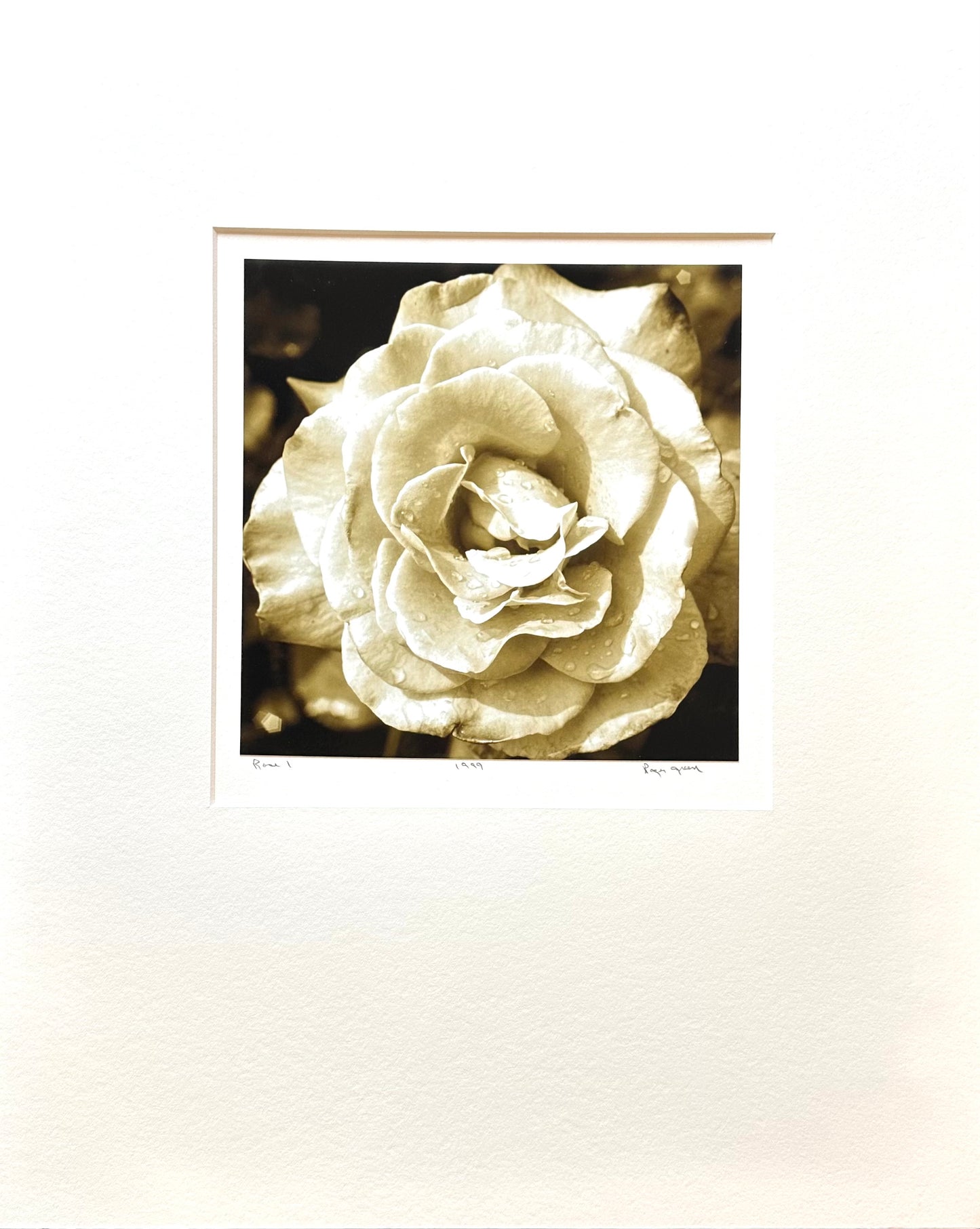 This photograph was taken of a white rose at the Arboretum in Wichita, Kansas. It has a sepia tone(earthy and fresh) and feels soft if put next to your cheek. The rose smelled with sweetness, but not strong.