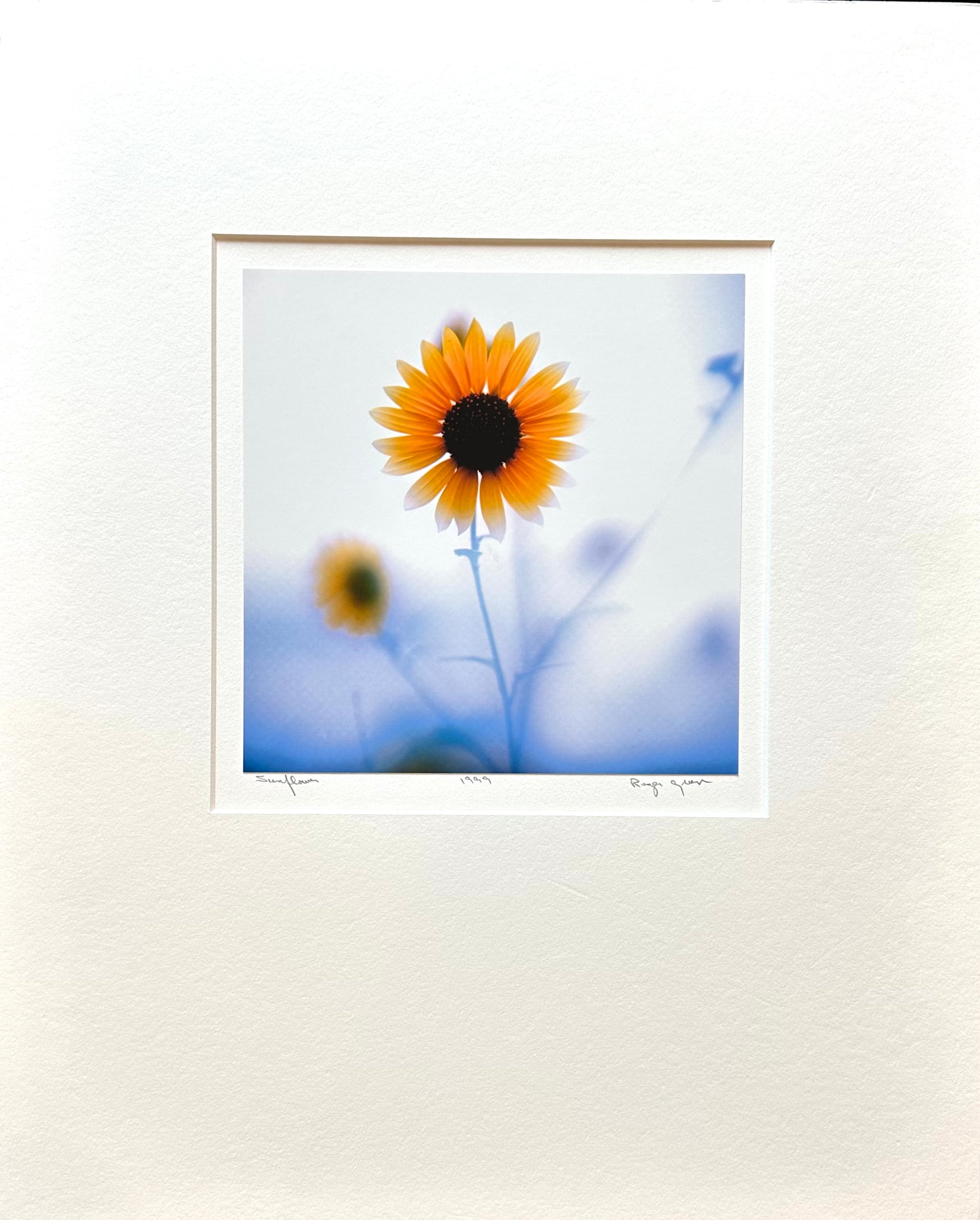 The photograph of the sunflower was taken at the Nature Preserve in Wichita, Kansas. The seed pod is dark and nourishing with bright sun warmed petals against the bright starkness of the sky.  It’s a happy work of artl