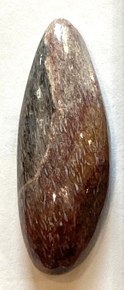 Petrified Wood