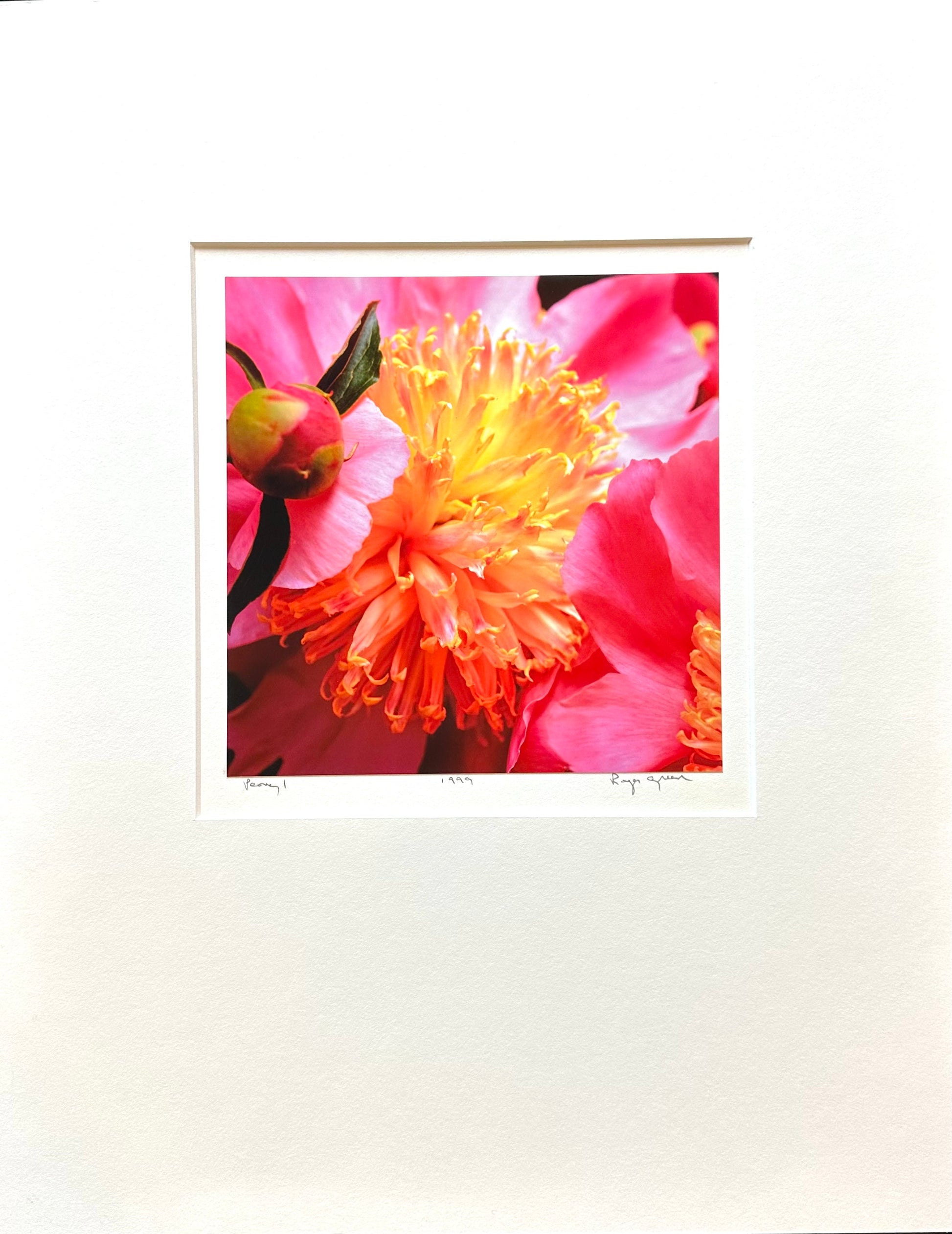 This photograph is a close-up (macro) of a peony flower.  The petals surround a fluffy center of warmed honey color evoking sweetness and happiness.  A peony bud comes in from the left round like a marble.