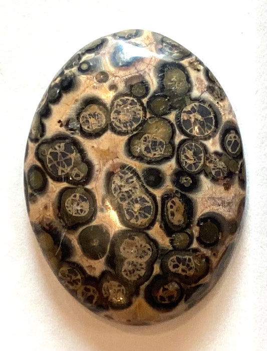 Leopard Jasper 1